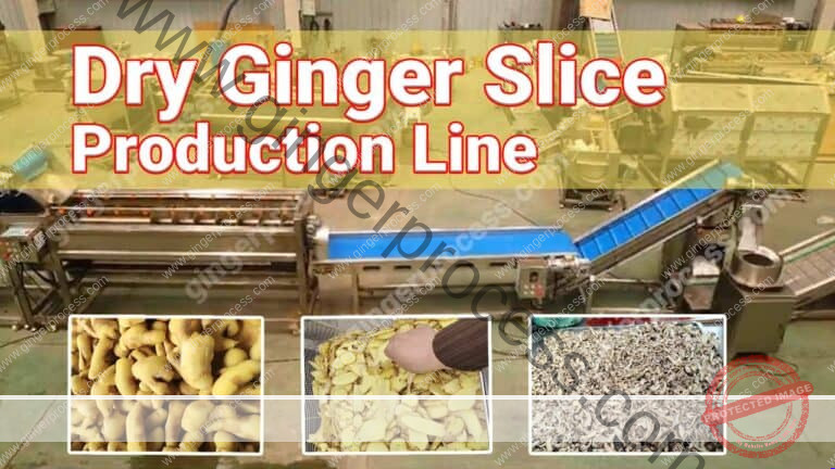 Automatic Dehydrated Ginger Slice Production Line | Ginger Processing ...