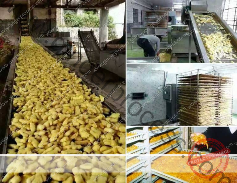 Turmeric Thread Making Process How to Produce Turmeric Powder in Factory | Ginger Processing Machine ...
